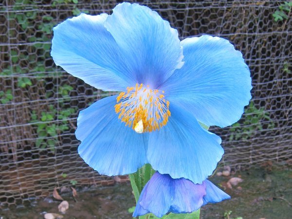 Beautiful Blue Flowers in the world